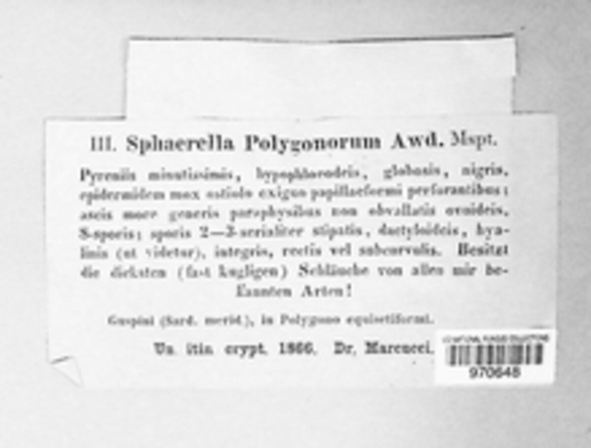 Mycosphaerella polygonorum image